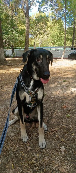 щенок в добрые руки, бесплатно