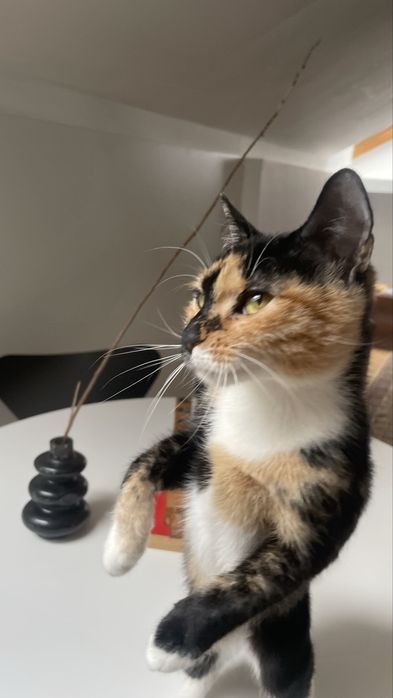 Ofer pisica iubitoare spre adoptie