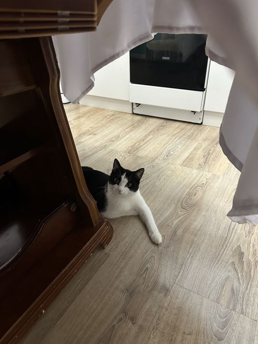 Отдам котика в добрые руки