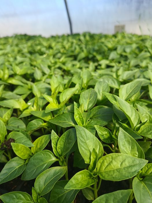 Răsaduri profesionale de legume