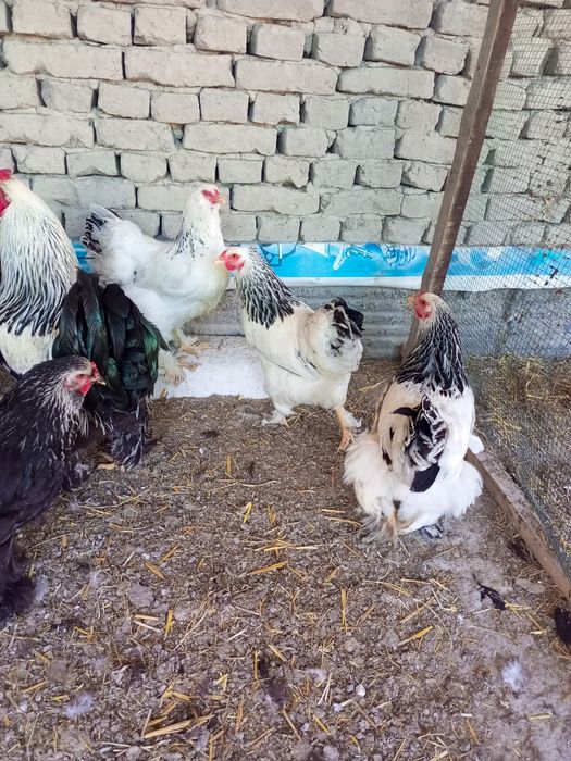 Brams tovuq tugunlari sotiladi