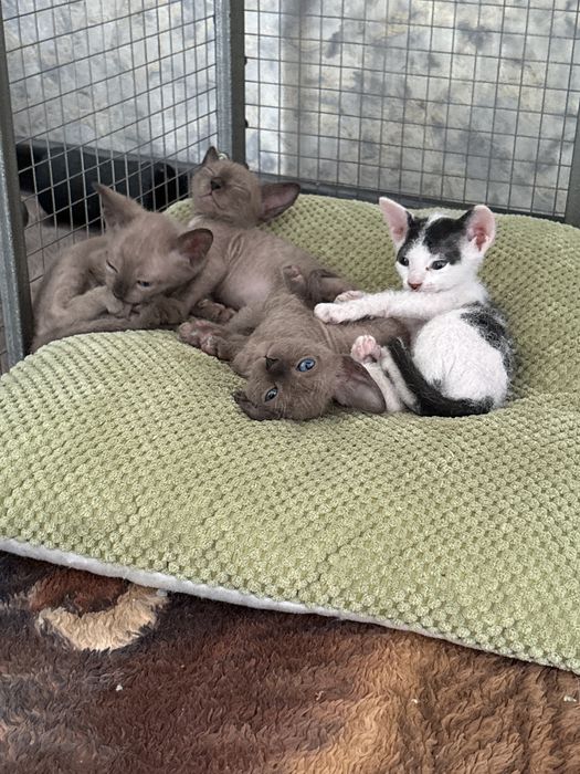 Продам котят сфинксов велюр