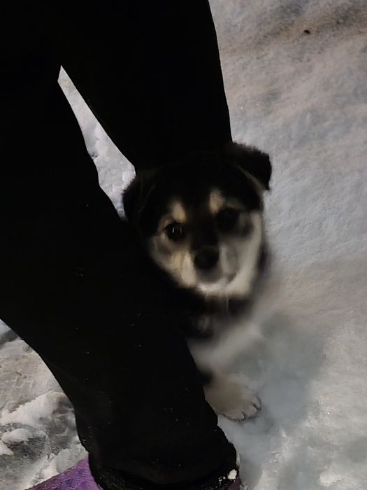 Продам не дорого