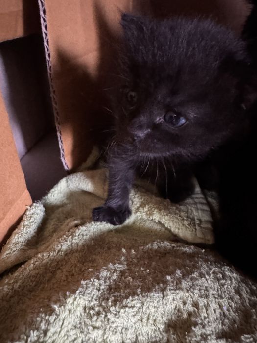 Отдам котят в добрые руки