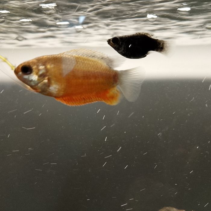 Продаю всех своих рыбок