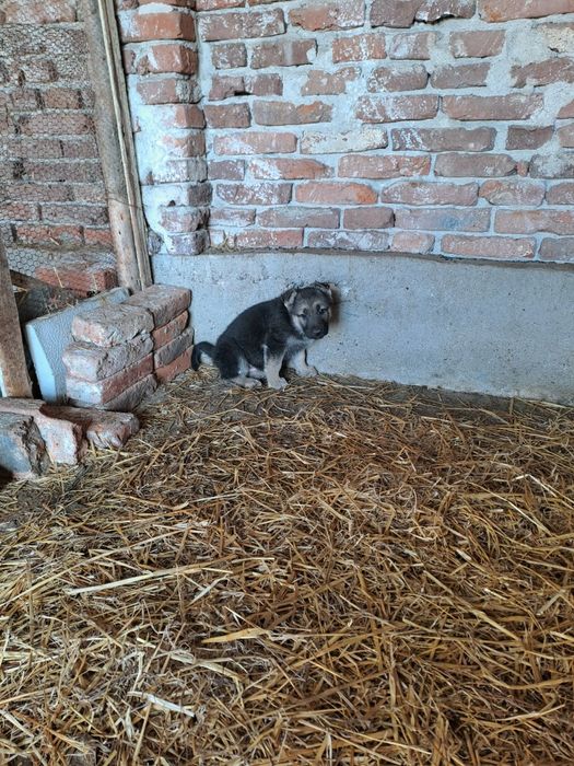 Продавам кученца