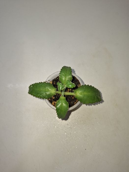 Продам укоренённый отросток каланхоэ