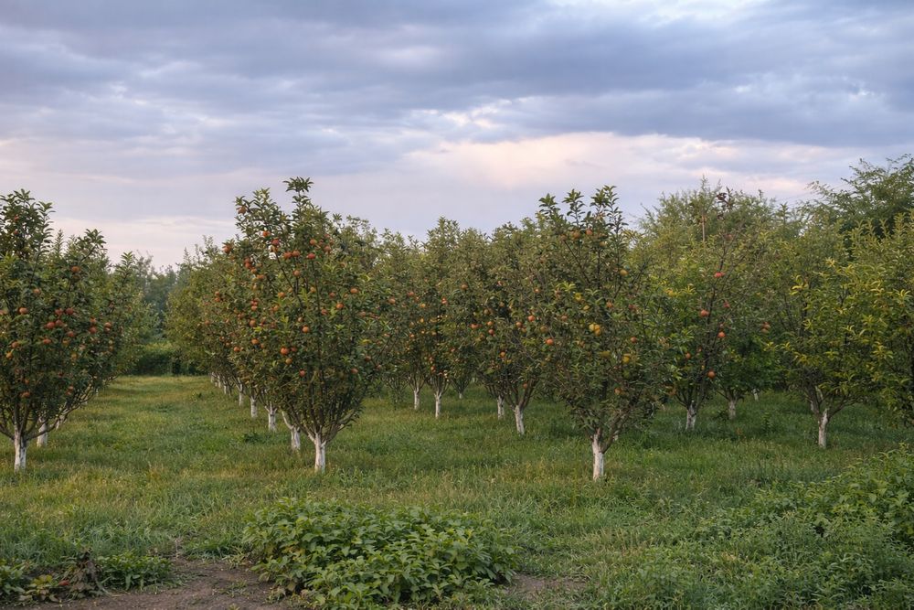 Продам участок в селе Тургень.