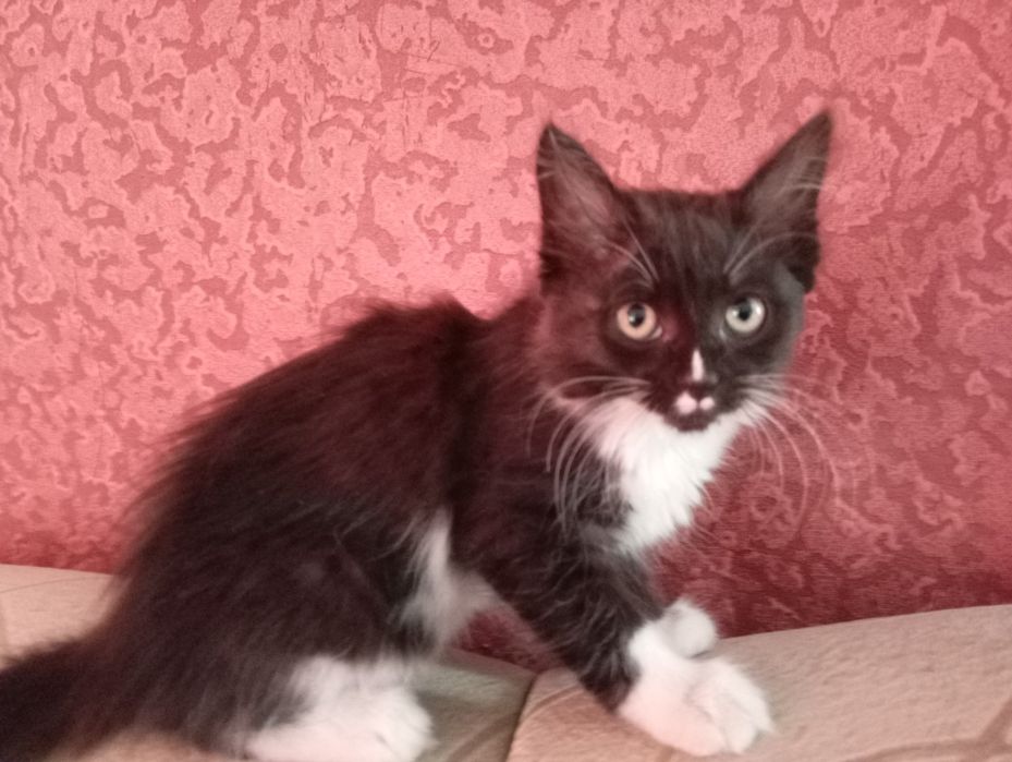 Отдам девочек в добрые руки