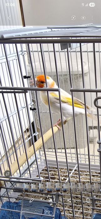 Sticlete maior mascul