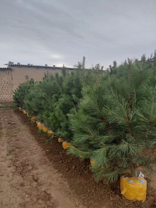 Хвойный дереья, Роза