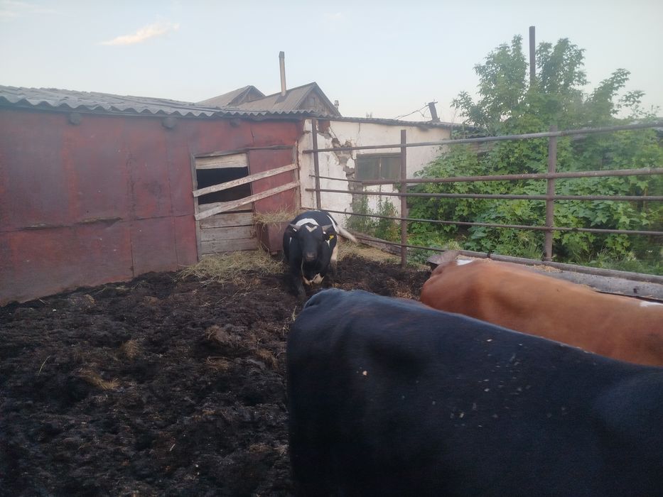 Продам быков с откорма .