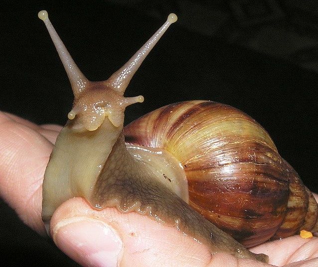 Домашние улитки Ахатины город Атырау.