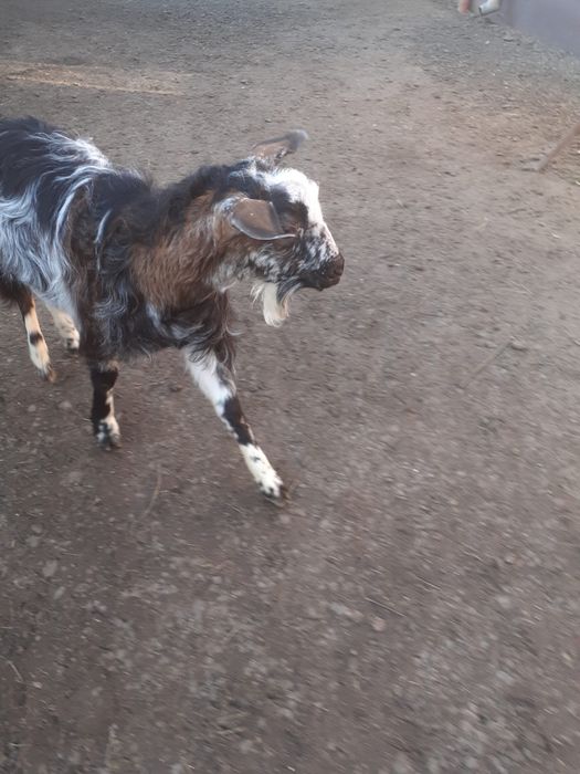 Vand tap metis Anglo-nubian