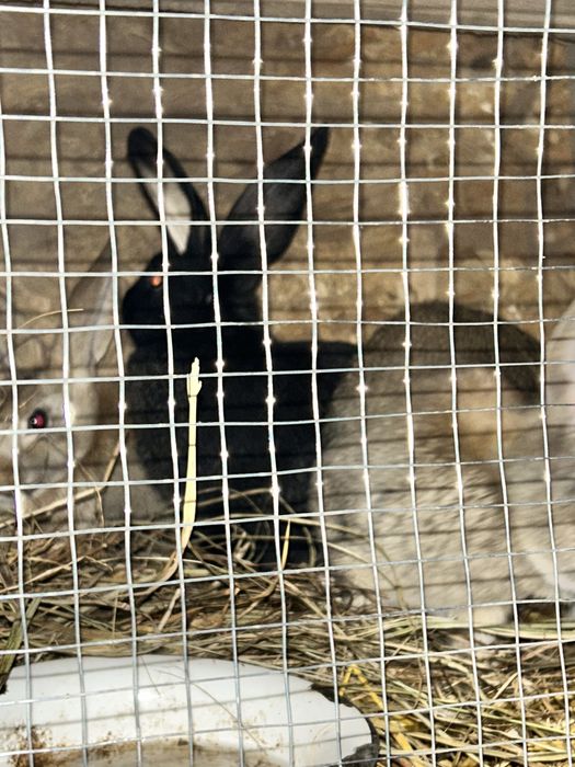 Продам кроликов.Дешево