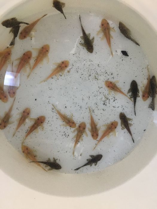 Pesti de acvariu, exotici- tetrazona, gupy , molly , platy , etc