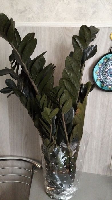 Продам антуриум,спатик,замик