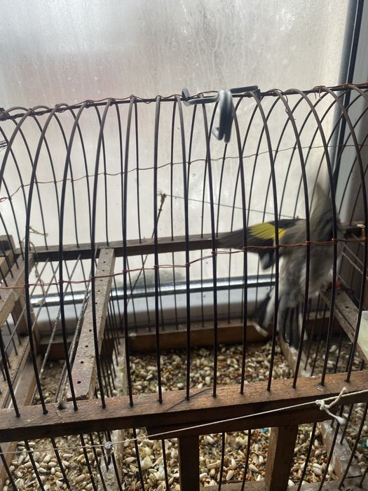 Сатылады 6 мың шымкент