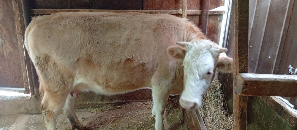 Первотёлка с теленком