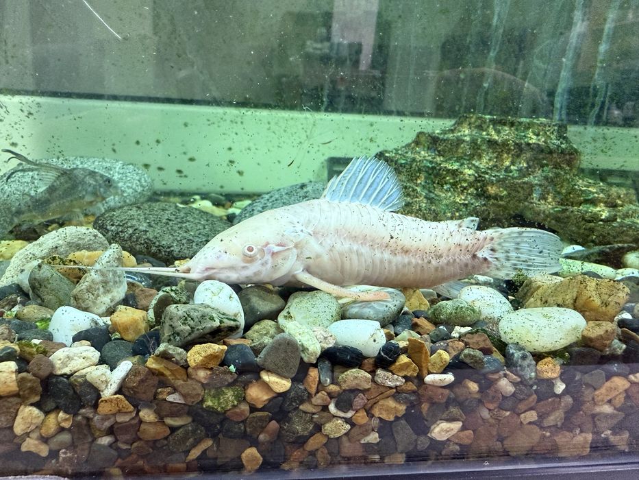 Аквариумные рыбки