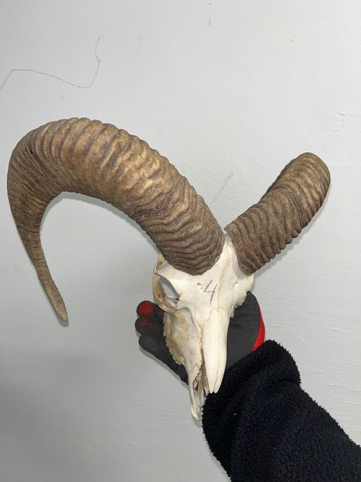 Трофеи от муфлони
