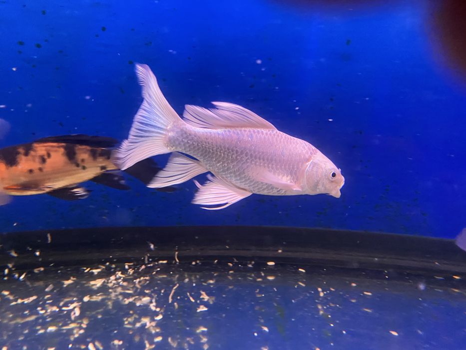 Продам вуалевых карпов кои