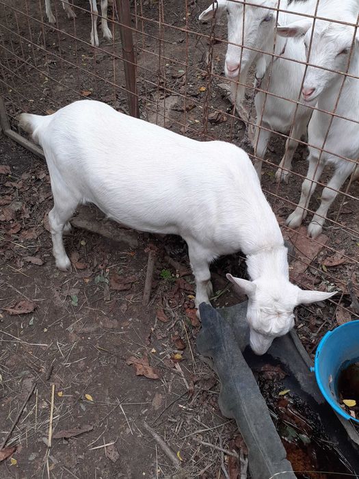 De vânzare iedita saanen