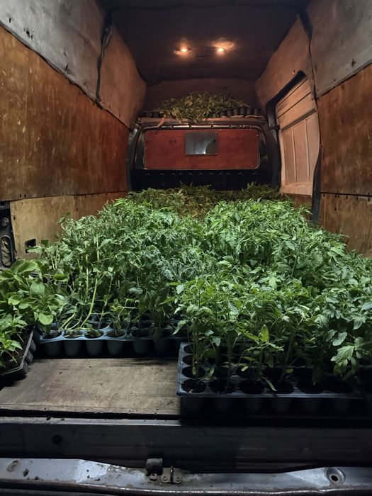 Vand rosii prekos si vitara