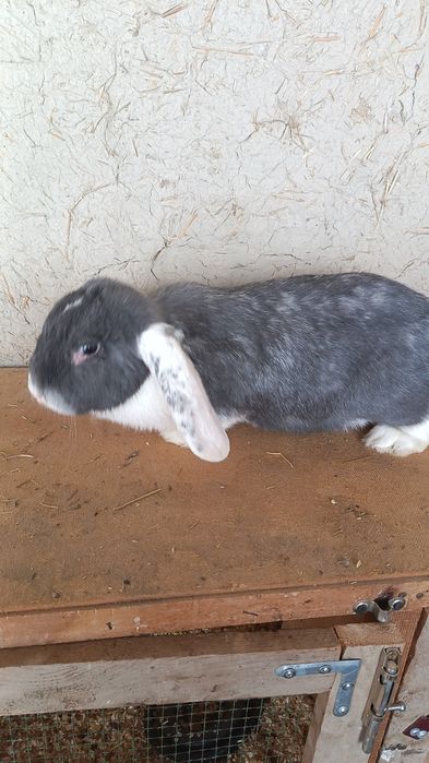 Ф Баран ла сотилади