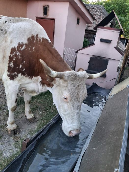 Vând vaca baltata româneasca  de 8 ani