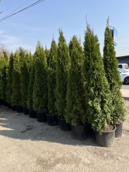 Озеленение городских и частных объектов.