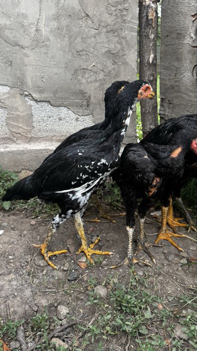 Продам цеплят даканов