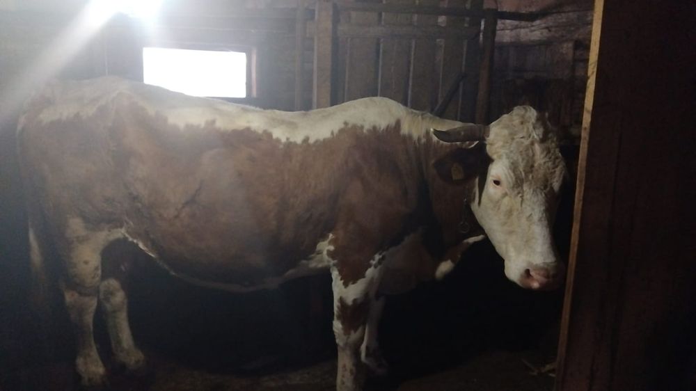 Vând vacă de 4 viței gestantă de 8 luni