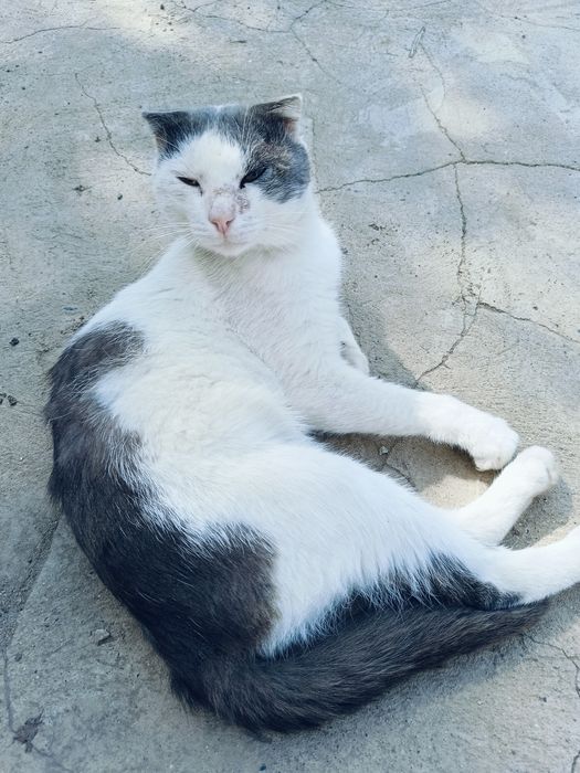 Отдам бесплатно .Еркек мысық.