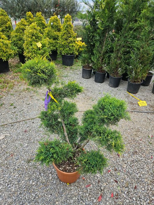 Tuiya spirale,bonsai,pon pon,etc