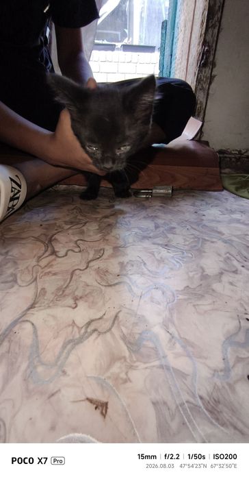 Котёнок мальчик серый белый