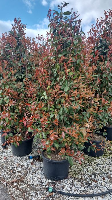 Photinia red robin- Eunomius pe tija