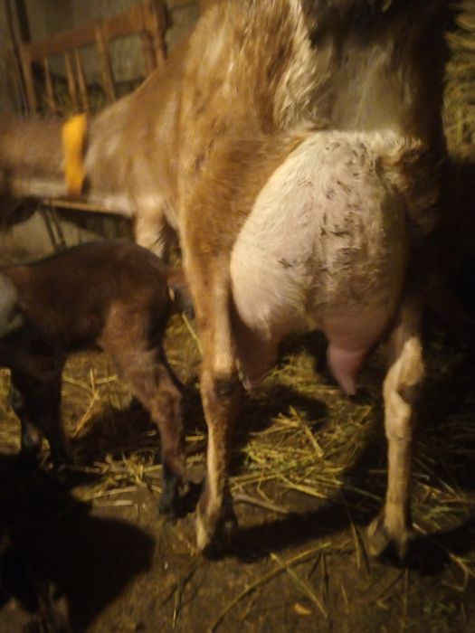 Vând Tapisori Anglo Nubian