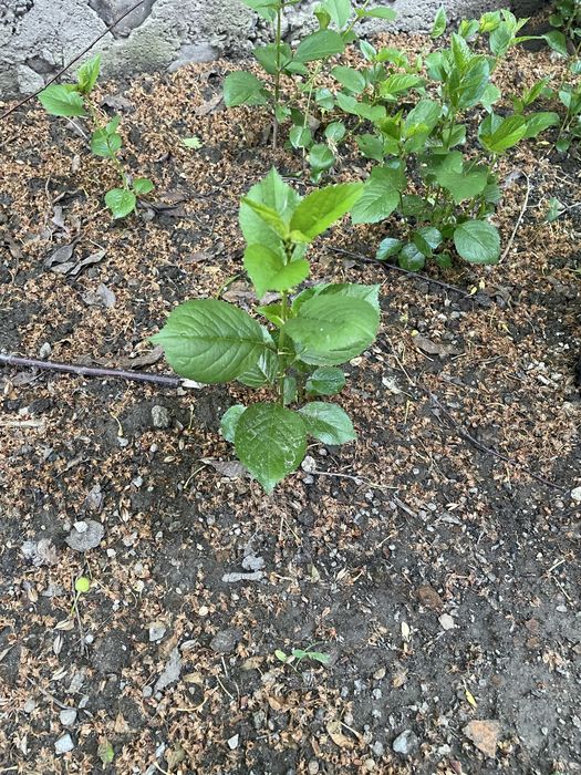 Ростки вишни