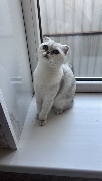 мысык кошка пародистая