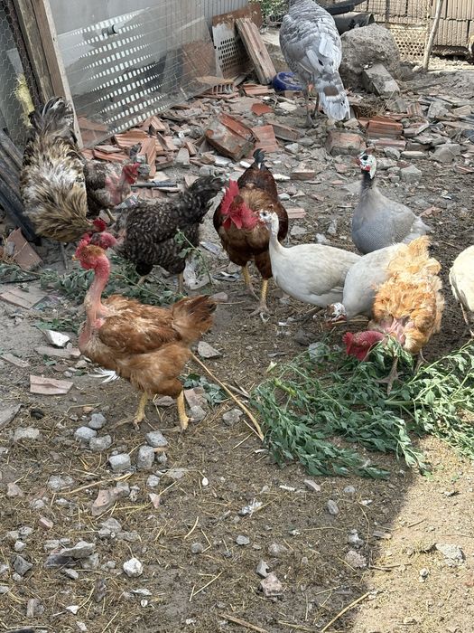 Cocosi si gaini mari si pitici autralorp rasa curata