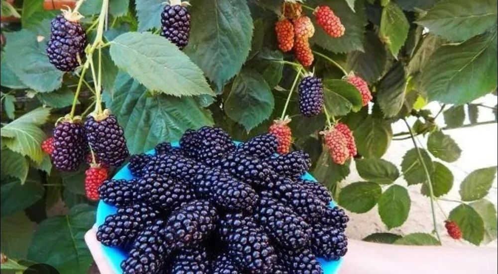 Ежемалина,МАЛИНА, МАЛИНА колированая