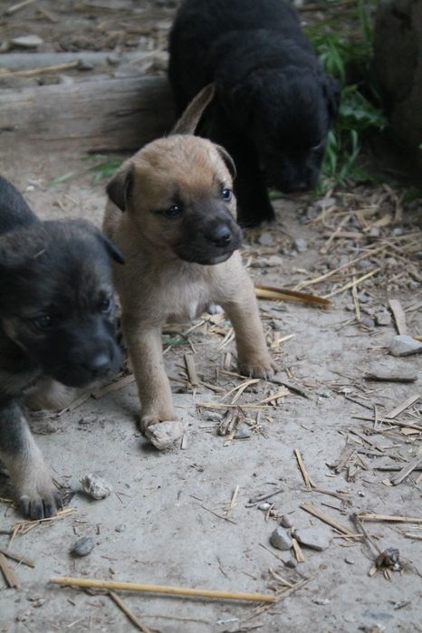 Отдаём щенков в добрые руки