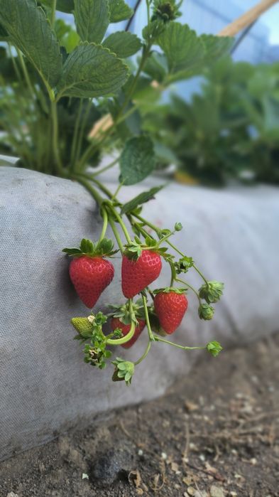 Продается ЛПХ с базой и теплицами.