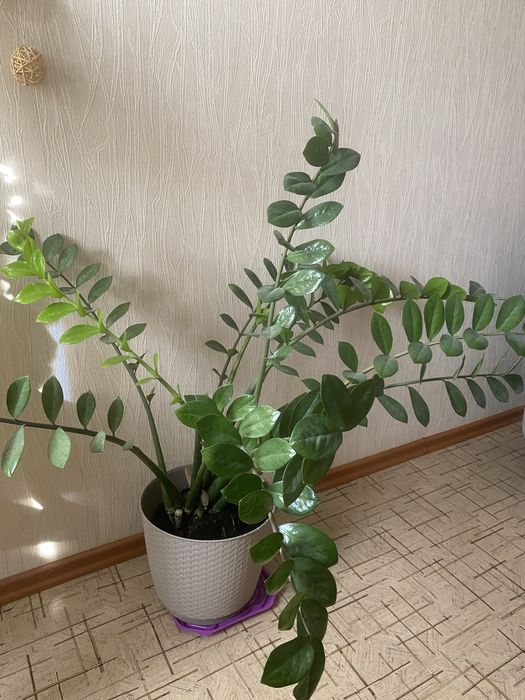 Замеокулькас или денежное дерево