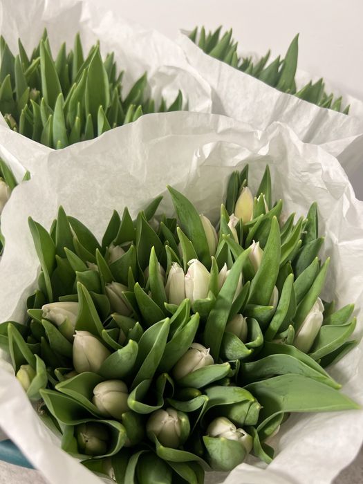 Предзаказ Тюльпанов к 8 марта