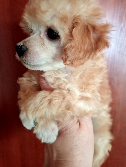 Мальчики Карликового (той) пуделя