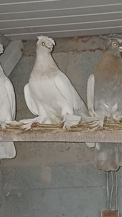 Продам голубей Шымкент