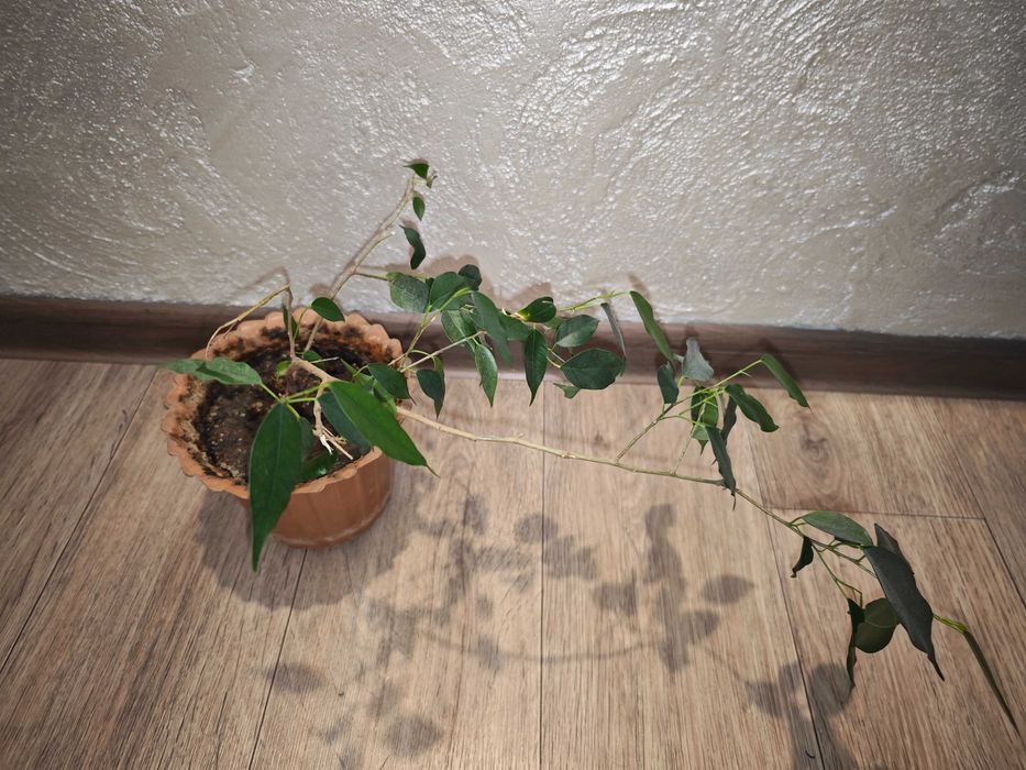 Фикус Бенжамина высота, станция метро Москва