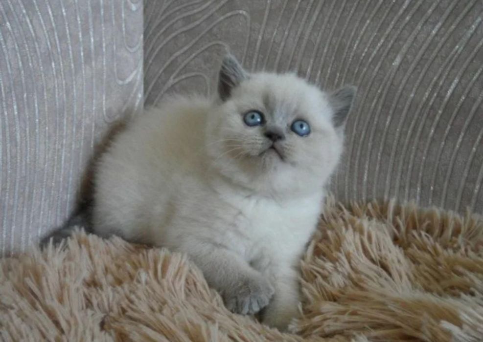 Шотланские котята